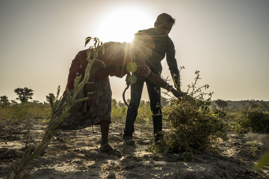 Guar farmer Jhuma Jangu, 65, and her son, Jagdish Jangu, 38, harvest their crop.