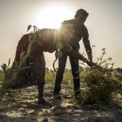 Guar farmer Jhuma Jangu, 65, and her son, Jagdish Jangu, 38, harvest their crop.