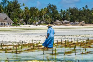 A woman walks in the ocean near a seaweed farm in Tanzania