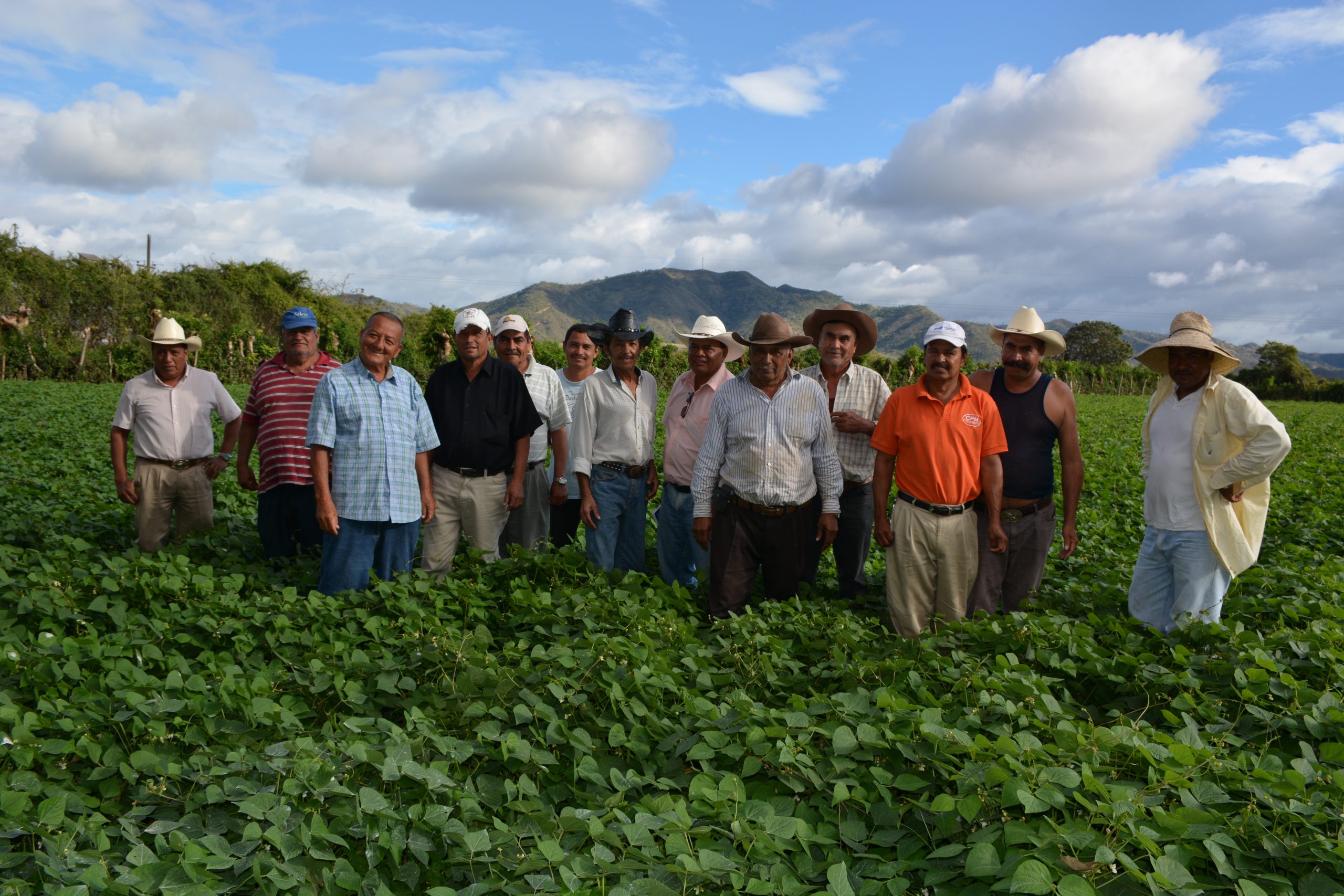 smallholder farmers stand in a field