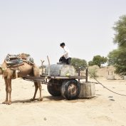 farmers-in-India-use-camel-to-draw-water-heat-wave