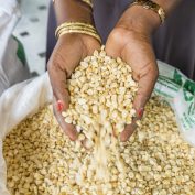 maize, hands, food processing