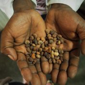 food-processor-in-malawi-africa