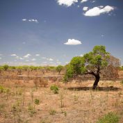 a lone tree stands in a dry landscape with a road running beside it