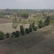 guatemala-agriculture