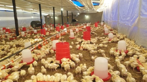 Anglo-Takura-Agricultural-Value-Chains-Program