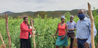Anglo-Takura-Agricultural-Value-Chains-Program