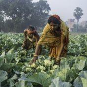 Vegetable farmer Geeta Devi (in orange), 45, a member of a Farmer's Producer Group, harvests cauliflower vegetables with her husband in her field in Machahi village, Muzaffarpur, Bihar, India on October 27th, 2016. Non-profit organisation Technoserve works with women vegetable farmers in Muzaffarpur, providing technical support in forward linkage, streamlining their business models and linking them directly to an international market through Electronic Trading Platforms. Photograph by Suzanne Lee for Technoserve