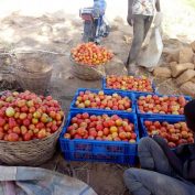 YieldWise - tomato in crates