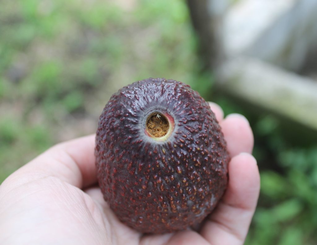 A woman farmers holds an avocado in Guatemala