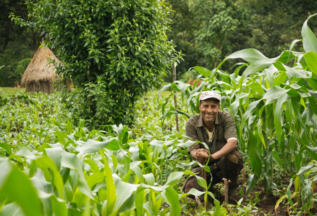 technoserve-farmer-in-field-crops