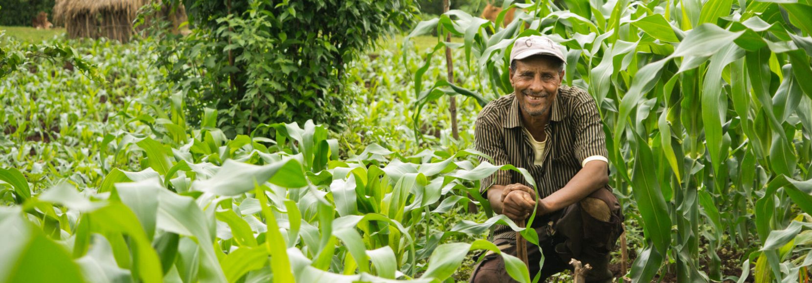 technoserve-farmer-in-field-crops