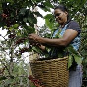 coffee farmer in Honduras