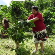 woman coffee farming in Nicaragua