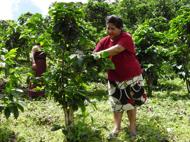 woman coffee farming in Nicaragua