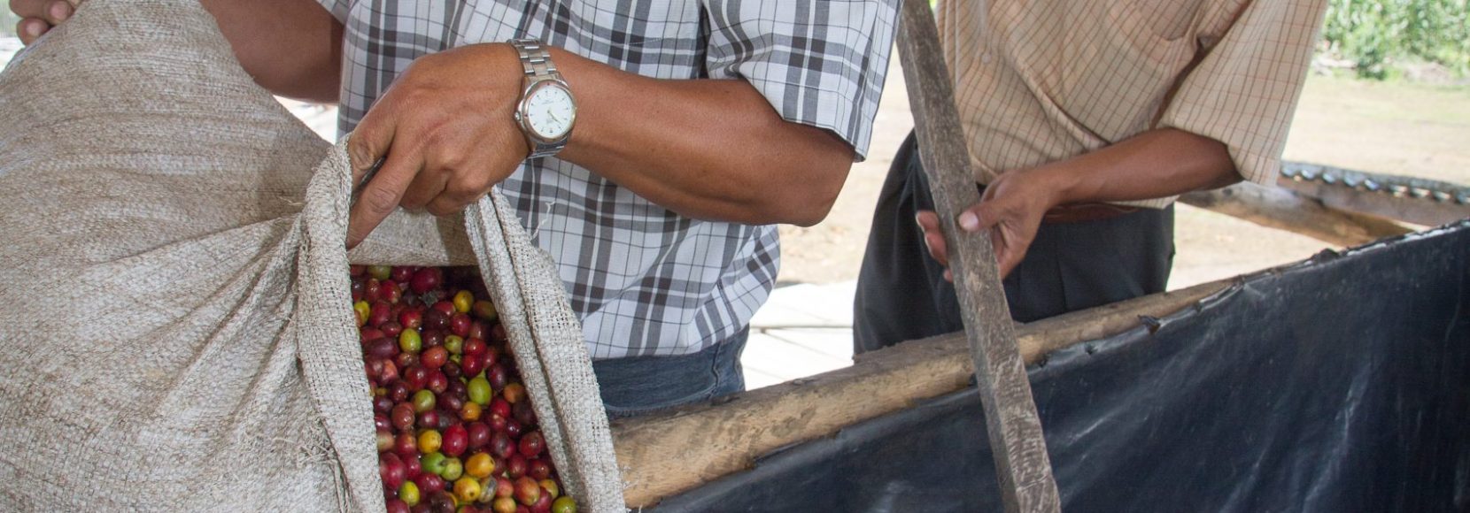 coffee farmer in Peru