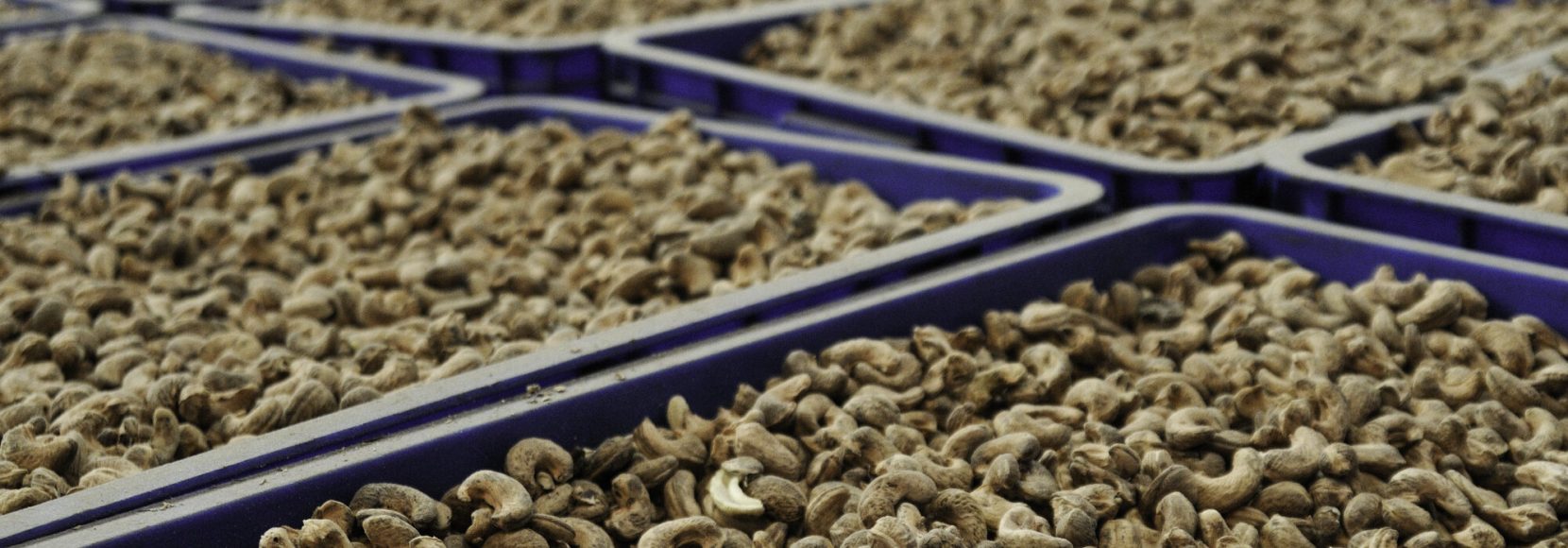 Cashew, high resolution