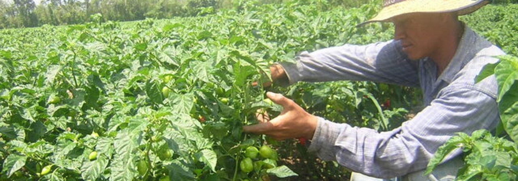 Horticulture (high resolution) - food processing, Industrias Chacon