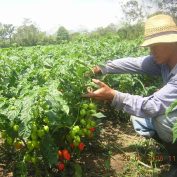 Horticulture (high resolution) - food processing, Industrias Chacon