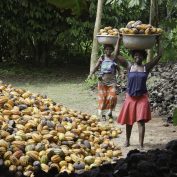 Women carrying cocoa pods on their heads, Divo, C™te d'Ivoire. Women carrying cocoa pods on their heads, Divo, Côte d'Ivoire.