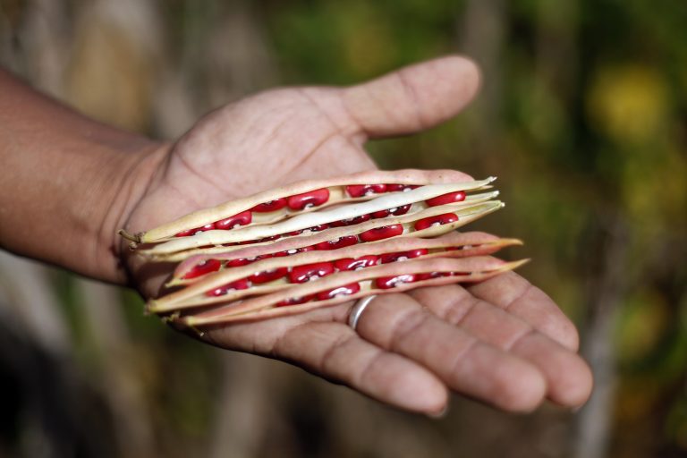 A close-up of a hand holding several open bean pods with vibrant red beans inside, against a blurred natural background