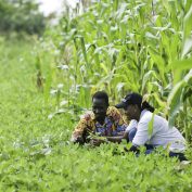 Conservation Cotton Initiative. Uganda, 2012