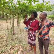 TechnoServe staff support farmers to monitor their fields on yield performance and adoption of climate-smart practices for passion fruit in Kamwezi Village, Rukiga District, Uganda.