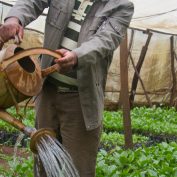 A passionfruit farmer in Central Kenya waters his crops. World Food Day.