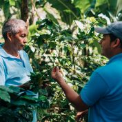 A TechnoServe farmer trainer in Honduras inspects a coffee plant.