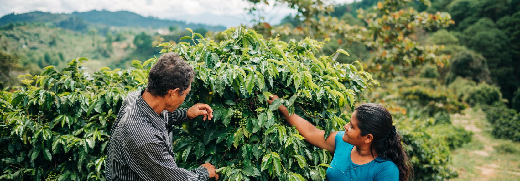 Two coffee farmers in Honduras inspect their coffee trees.