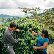 Two coffee farmers in Honduras inspect their coffee trees.