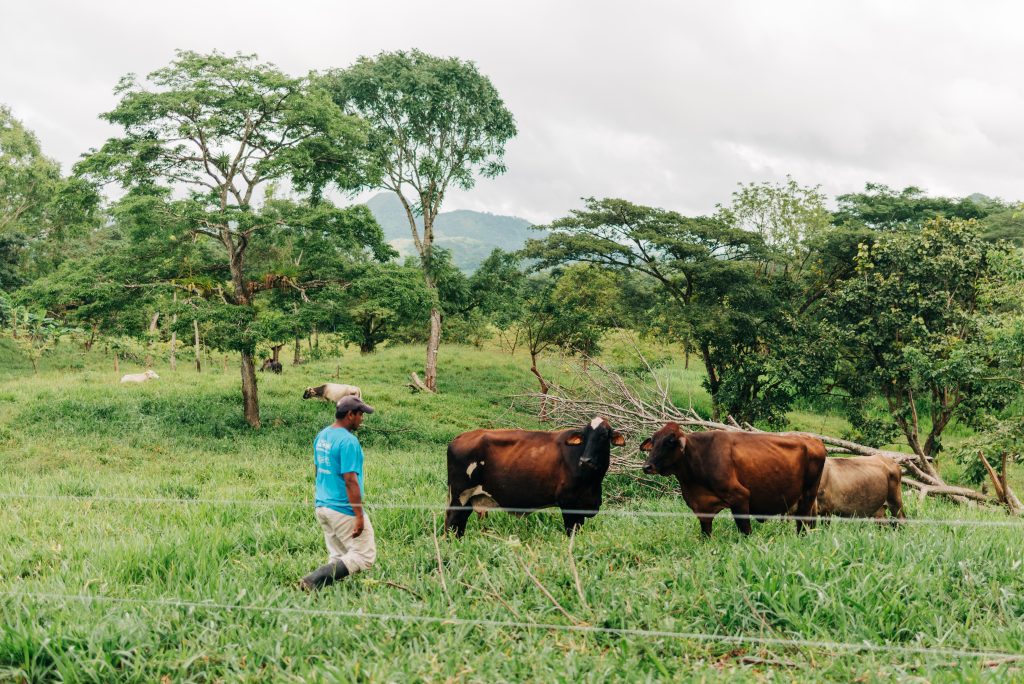 Cattle ranchers in central Nicaragua who are participating in TechnoServe's ResCA program. Photo by Olivia Sakai for TechnoServe.