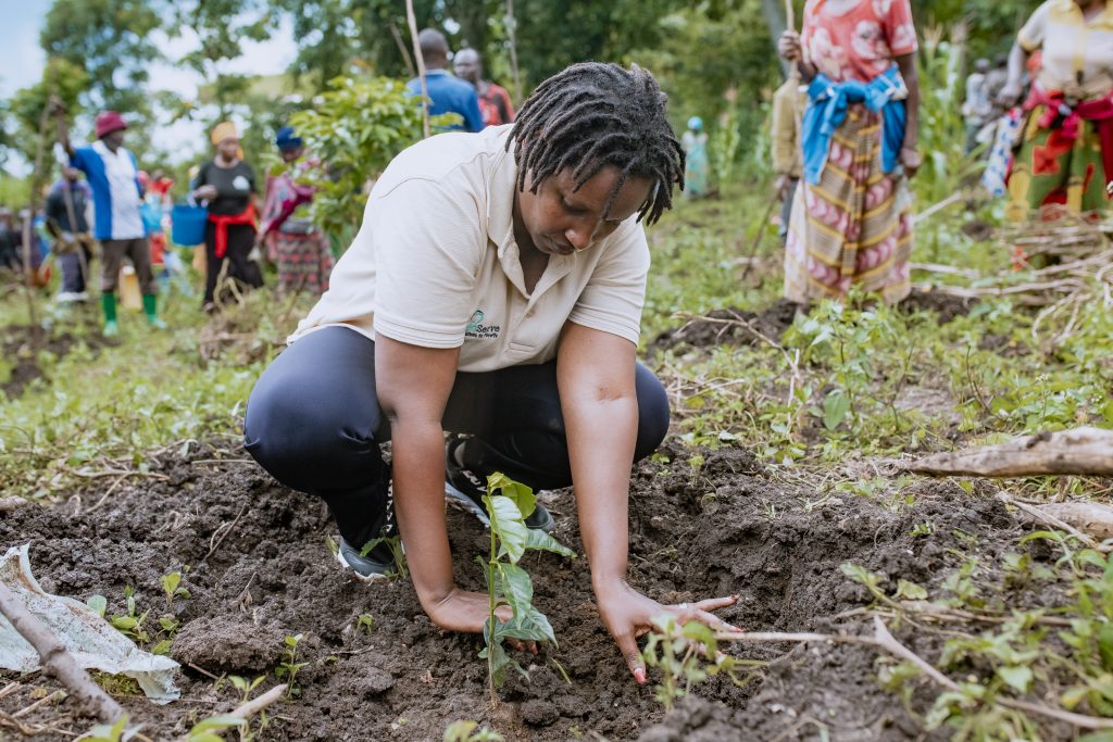 A Rwanda INC staff member demonstrates proper planting techniques to ensure coffee seedlings can successfully grow. The DFEMS app will monitor on-farm performance to ensure farmers are properly implementing Good Agricultural Practices. Photo by Robz Solutions Ltd. for TechnoServe.