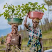 Coffee farmers receive subsidized seedlings through the Rwanda INC project's seedling distribution initiative. Photo by Robz Solutions Ltd. for TechnoServe.