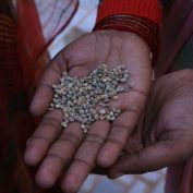 A TechnoServe SGI member holds guar beans, used to make guar gum. It is a crop that is providing incomes for farmers in arid regions of India. (TechnoServe/ Amitoj Kalsi)