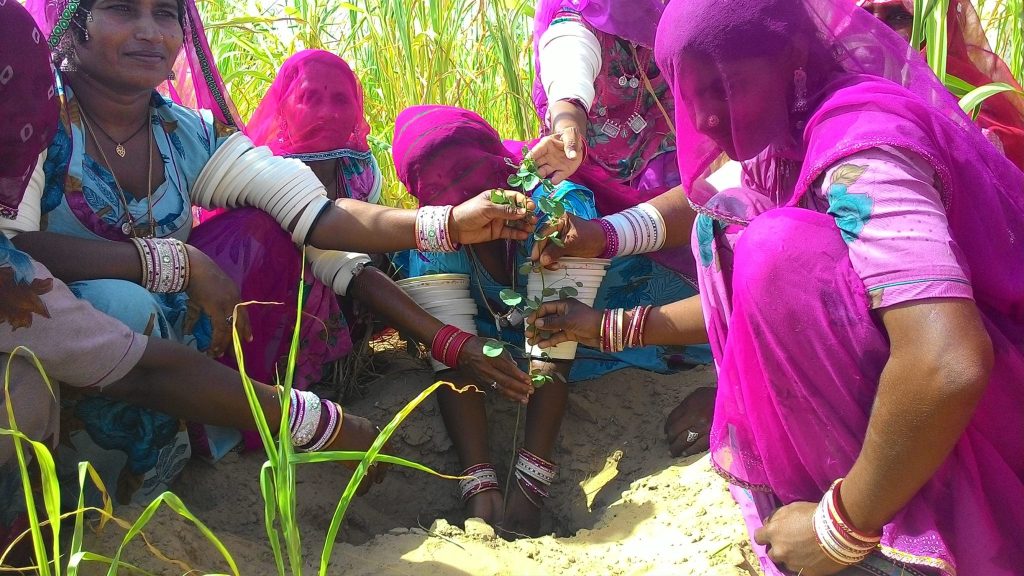 A group of brightly veiled women in India's state of Rajasthan plant a kitchen garden together. More than 1,000 women participated in TechnoServe's Barmer Unnati project.