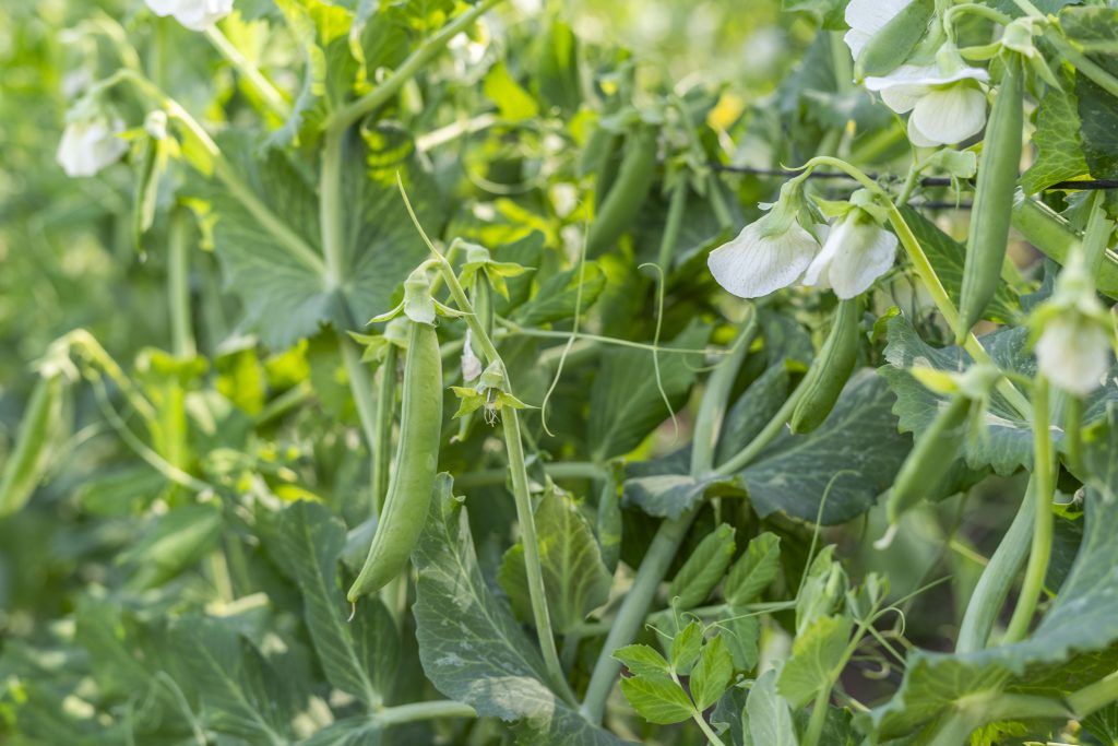 A photo of peas in Central America. Part of a blog post on international development terms. 