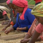 Women sort coffee at a washing station