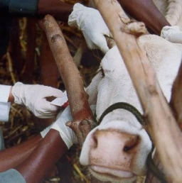 Tending to Cattle