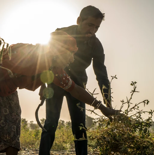 Men Harvesting Guar