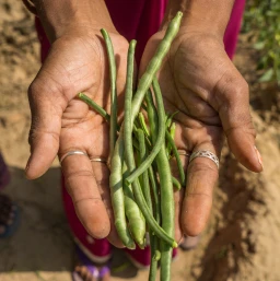 Holding Green Beans