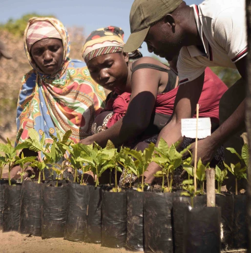Three people, two women and one man, work together planting seedlings in black plastic bags. They are focused and dressed in colorful, traditional clothing and headscarves.