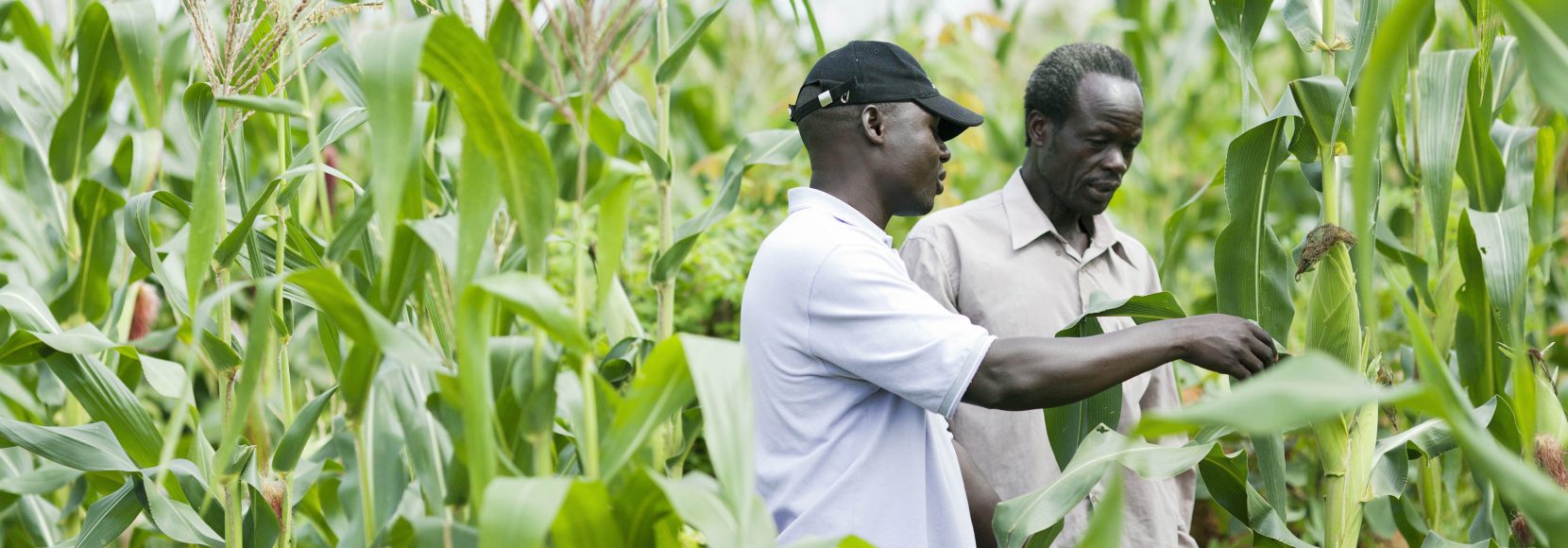 Two men stand in a field in Uganda. Part of a blog post discussing the link between poverty and climate change.