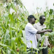 Two men stand in a field in Uganda. Part of a blog post discussing the link between poverty and climate change.