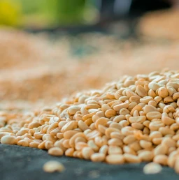 Cashews