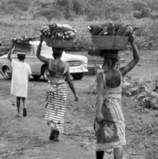 Africa Woman Harvesting