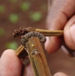 Controlling Pests