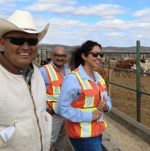 People Looking at Cattle