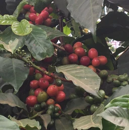 Beans on a Branch
