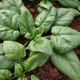 Growing a Garden in East Africa